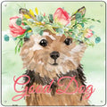 Norfolk Terrier Good Dog Novelty Square Sign 12" Sign (SQ)